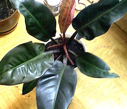 Филодендрон (Philodendron) Philodendron_1